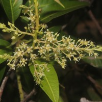 Mangifera indica L.